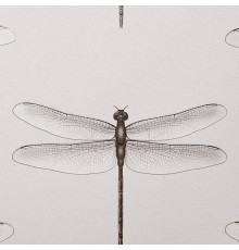 Обои Andrea Rossi Cavolli 54426-6